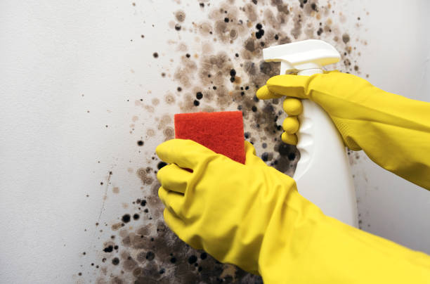 Best Emergency Mold Remediation in Orono, MN